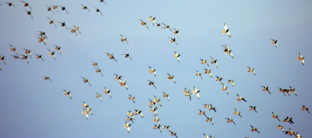 Arkansas duck hunting lease