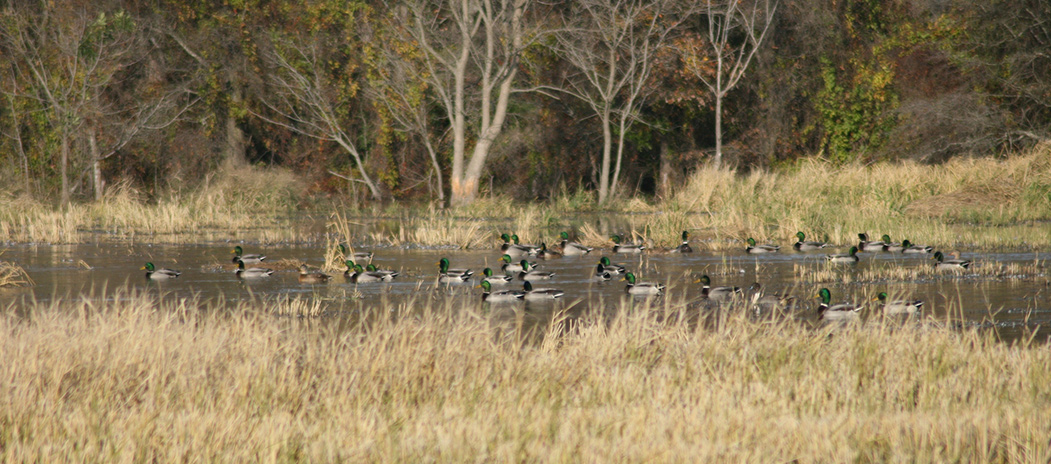 duck lease arkansas